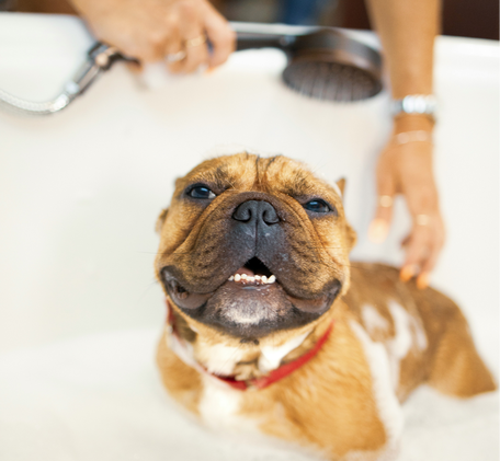 SPA - процедуры